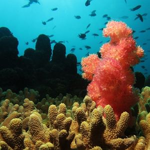 Nephtheidae 泰国 Thailand , 龟岛 Koh Tao @LazyDiving.com 潜水时光