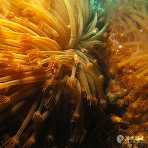 Goniopora stokesi 泰国 Thailand , 龟岛 Koh Tao @LazyDiving.com 潜水时光