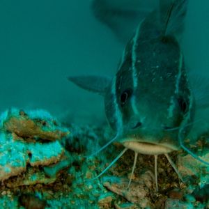 Plotosus lineatus 泰国 Thailand , 龟岛 Koh Tao @LazyDiving.com 潜水时光