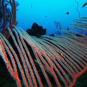 Ctenocella pectinata Ctenocella pectinata 竖琴珊瑚 Thailand 泰国 Koh Tao 龟岛 @LazyDiving.com 潜水时光