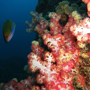 Nephtheidae 泰国 Thailand , 龟岛 Koh Tao @LazyDiving.com 潜水时光