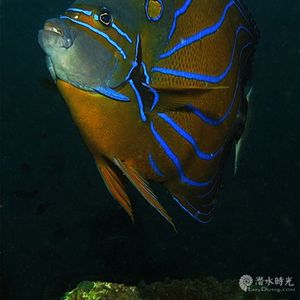 Pomacanthus annularis 泰国 Thailand , 龟岛 Koh Tao @LazyDiving.com 潜水时光