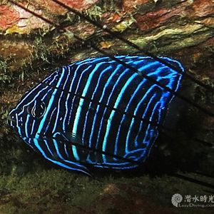 Pomacanthus annularis Pomacanthus annularis 蓝环神仙鱼 Thailand 泰国 Koh Tao 龟岛 @LazyDiving.com 潜水时光