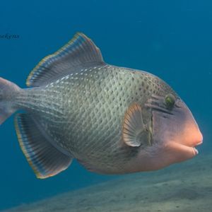 Pseudobalistes flavimarginatus 印度尼西亚 Indonesia , 巴厘岛 Bali , 图蓝本 Tulamben @LazyDiving.com 潜水时光