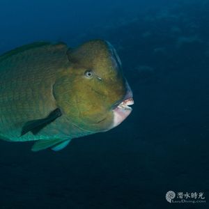 Bolbometopon muricatum 印度尼西亚 Indonesia , 巴厘岛 Bali , 图蓝本 Tulamben @LazyDiving.com 潜水时光