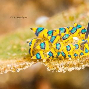 Costasiella Costasiella 叶羊海蛞蝓 Indonesia 印度尼西亚 Bali 巴厘岛 Tulamben 图蓝本 @LazyDiving.com 潜水时光