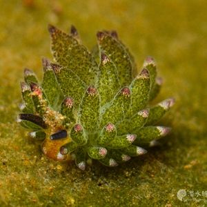 Costasiella paweli Costasiella paweli 小绵羊海蛞蝓 Indonesia 印度尼西亚 Bali 巴厘岛 Tulamben 图蓝本 @LazyDiving.com 潜水时光