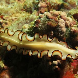 Nymphozoon orsaki 泰国 Thailand , 龟岛 Koh Tao @LazyDiving.com 潜水时光