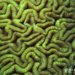 Diploria labyrinthiformis 泰国 Thailand , 龟岛 Koh Tao @LazyDiving.com 潜水时光