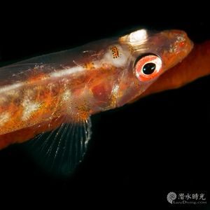 Bryaninops loki 泰国 Thailand , 龟岛 Koh Tao @LazyDiving.com 潜水时光