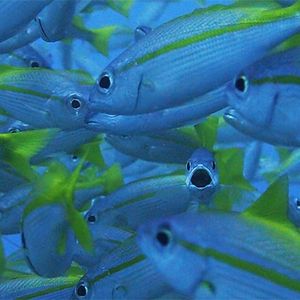 Lutjanus lutjanus 泰国 Thailand , 龟岛 Koh Tao @LazyDiving.com 潜水时光