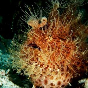 Antennarius striatus 菲律宾 Philippines , 妈妈拍丝瓜 Malapascua @LazyDiving.com 潜水时��光