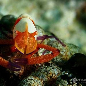 Zenopontonia rex 菲律宾 Philippines , 妈妈拍丝瓜 Malapascua @LazyDiving.com 潜水时光