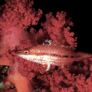 Oxycheilinus orientalis ��菲律宾 Philippines , 妈妈拍丝瓜 Malapascua @LazyDiving.com 潜水时光