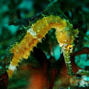 Hippocampus histrix 菲律宾 Philippines , 妈妈拍丝瓜 Malapascua @LazyDiving.com 潜水时光