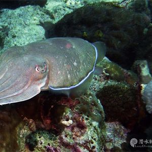 Sepia latimanus 菲律宾 Philippines , 妈妈拍丝瓜 Malapascua @LazyDiving.com 潜水时光