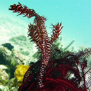 Solenostomus paradoxus 菲律宾 Philippines , 妈妈拍丝瓜 Malapascua @LazyDiving.com 潜水时光