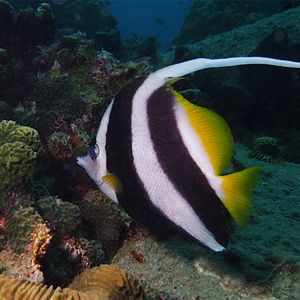 Heniochus acuminatus 泰国 Thailand , 龟岛 Koh Tao @LazyDiving.com 潜水时光