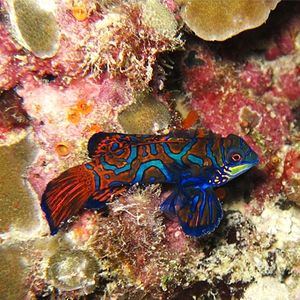 Synchiropus splendidus Synchiropus splendidus 麒麟鱼 Philippines 菲律宾 Malapascua 妈妈拍丝瓜 @LazyDiving.com 潜水时光