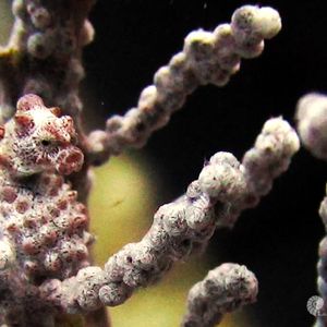 Hippocampus bargibanti 菲律宾 Philippines , 妈妈拍丝瓜 Malapascua @LazyDiving.com 潜水时光