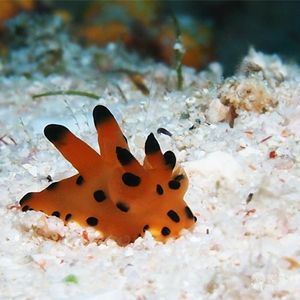 Thecacera Thecacera 皮卡丘海蛞蝓 Indonesia 印度尼西亚 Raja Ampat 四王群岛 @LazyDiving.com 潜水时光