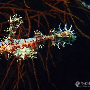 Solenostomus paradoxus 印度尼西亚 Indonesia , 四王群岛 Raja Ampat @LazyDiving.com ��潜水时光