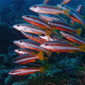 Lutjanus biguttatus 印度尼西亚 Indonesia , 四王群岛 Raja Ampat @LazyDiving.com 潜水时光