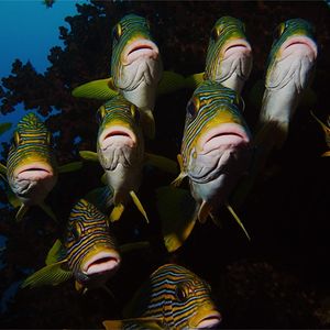 Plectorhinchus polytaenia Plectorhinchus polytaenia 黄丝带石鲈 Indonesia 印度尼西亚 Raja Ampat 四王群岛 @LazyDiving.com 潜水时光