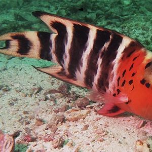 Cheilinus fasciatus Cheilinus fasciatus 斑节龙 Thailand 泰国 Koh Tao 龟岛 @LazyDiving.com 潜水时光