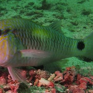 Parupeneus indicus 泰国 Thailand , 龟岛 Koh Tao @LazyDiving.com 潜水时光