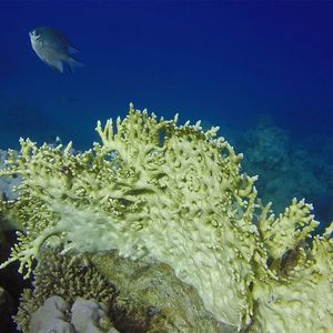 Millepora dichotoma 埃及 Egypt , 达哈卜  Dahab @LazyDiving.com 潜水时光