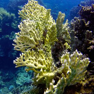 Millepora dichotoma 埃及 Egypt , 达哈卜  Dahab @LazyDiving.com 潜水时光