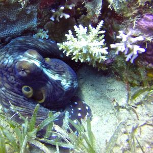 Octopus cyanea 埃及 Egypt , ��达哈卜  Dahab @LazyDiving.com 潜水时光