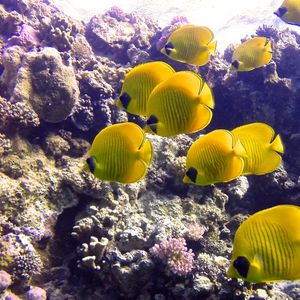 Chaetodon semilarvatus 埃及 Egypt , 赫尔加达 Hurghada @LazyDiving.com 潜水时光