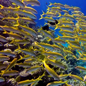 Mulloidichthys vanicolensis Mulloidichthys vanicolensis 无斑拟羊鱼 Egypt 埃及 hurghada  @LazyDiving.com 潜水时光