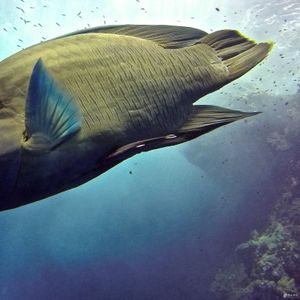 Cheilinus undulatus 埃及 Egypt , 赫尔加达 Hurghada @LazyDiving.com 潜水时光