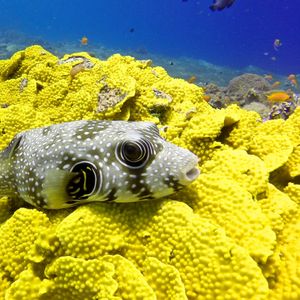 Arothron hispidus Arothron hispidus 白点鲀 Egypt 埃及 dahab  @LazyDiving.com 潜水时光