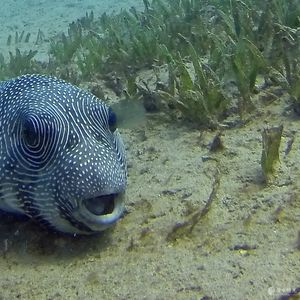 Arothron hispidus 埃及 Egypt , 达哈卜  Dahab @LazyDiving.com 潜水时光