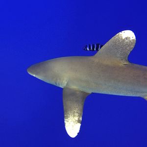 Carcharhinus longimanus 埃及 Egypt , 赫尔加达 Hurghada @LazyDiving.com 潜水时光