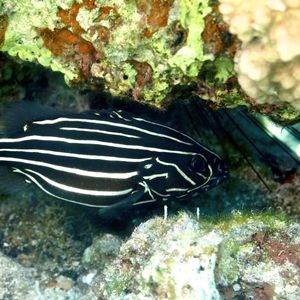 Grammistes sexlineatus 埃及 Egypt , 达哈卜  Dahab @LazyDiving.com 潜水时光