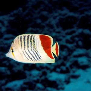 Chaetodon paucifasciatus 埃及 Egypt , 达哈卜  Dahab @LazyDiving.com 潜水时光