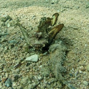 Inimicus filamentosus Inimicus filamentosus 埃及 Egypt , 达哈卜 Dahab @LazyDiving.com 潜水时光