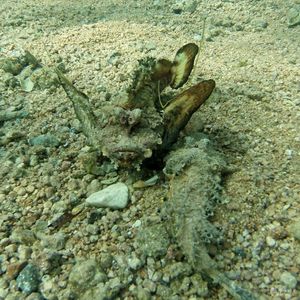 Inimicus filamentosus Inimicus filamentosus 红海丝鳍鬼鲉 Egypt 埃及 dahab  @LazyDiving.com 潜水时光