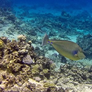 Naso unicornis 埃及 Egypt , 达哈卜  Dahab @LazyDiving.com 潜水时光