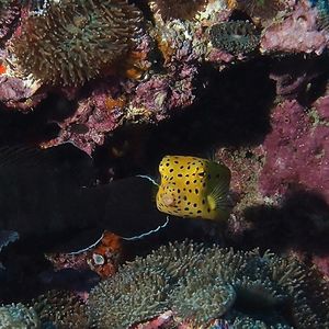 Ostracion cubicus 泰国 Thailand , 龟岛 Koh Tao @LazyDiving.com 潜水时光