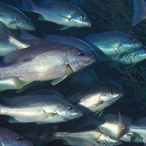 Lutjanus monostigma Lutjanus monostigma 单斑笛鲷 Thailand 泰国 Koh Tao 龟岛 @LazyDiving.com 潜水时光