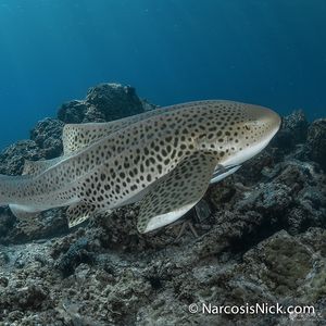 Stegostoma fasciatum Stegostoma fasciatum 豹纹鲨 Thailand 泰国 Lanta 兰塔岛 @LazyDiving.com 潜水时光