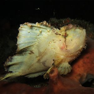 Lembongan  Taenianotus triacanthus