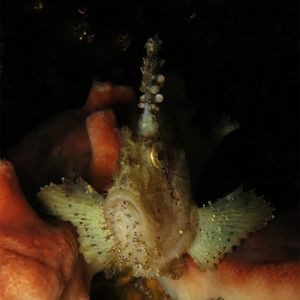 Lembongan  Taenianotus triacanthus