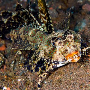 Dactylopus kuiteri 印度尼西亚 Indonesia , 巴厘岛 Bali , 图蓝本 Tulamben @LazyDiving.com 潜水时光